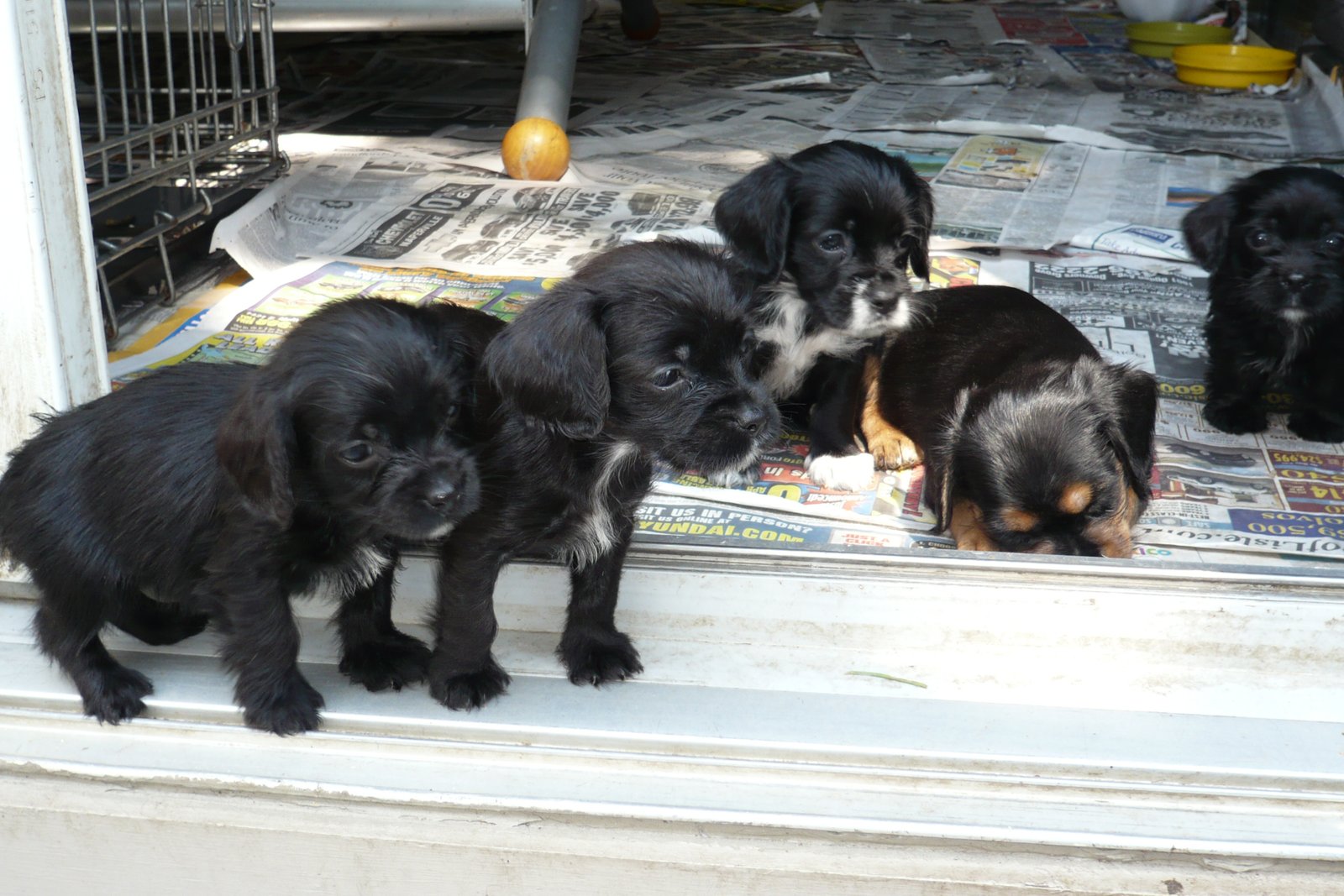 Corkie Puppies